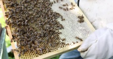 Arı yetiştiricisi arılarla ve arı kovanlarıyla çalışıyor.