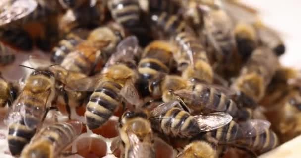 Stort antal bin som samlar honung i honungskammar 4k film — Stockvideo