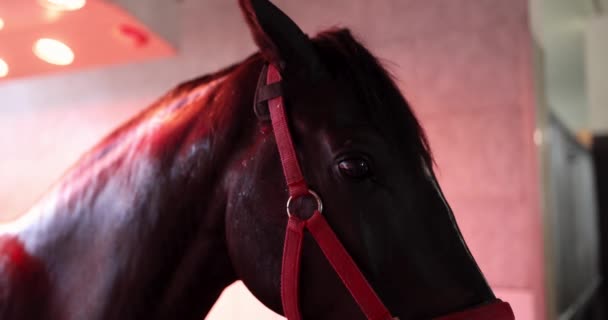 Alaposan tenyésztett ló áll a szoláriumban az istállóban infravörös fény alatt 4k film — Stock videók