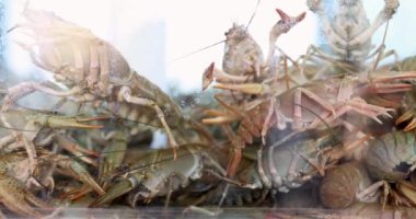 Birçok kerevit akvaryum 4K filminde suda yüzer.