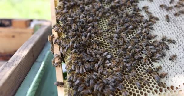 El polen de abeja recogido se coloca en peines por muchas abejas película 4k — Vídeos de Stock