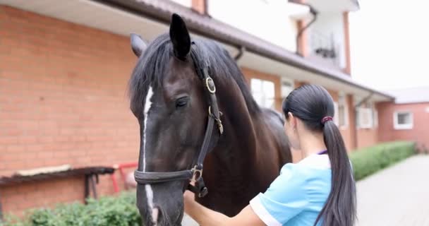 Врач-ветеринар проводит физическое обследование черной лошади 4К фильма — стоковое видео
