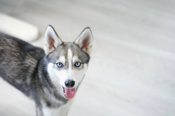 Retrato de raça pura mini cão husky com boca aberta — Fotografia de Stock