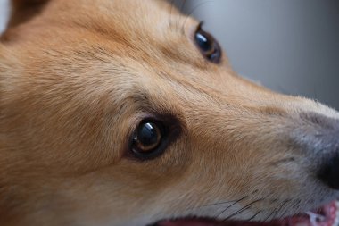 Safkan Corgi Köpeğinin üzgün gözlerine yakın çekim