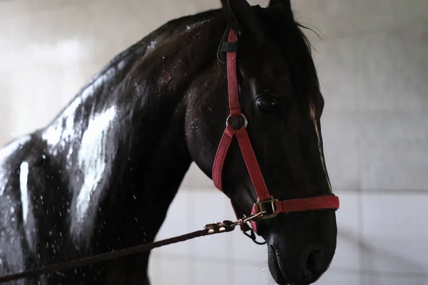 Wet black thoroughbred horse standing in stall after washing