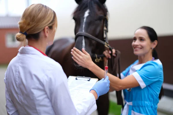 Veterinário fêmea segurando tubo de ensaio na frente do cavalo puro-sangue — Fotografia de Stock