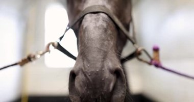 Siyah safkan at 4K filminde duruyor.