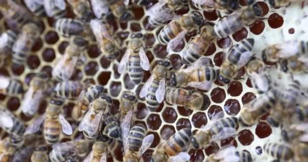 Zwerm honingbijen op kammen 4k film — Stockvideo