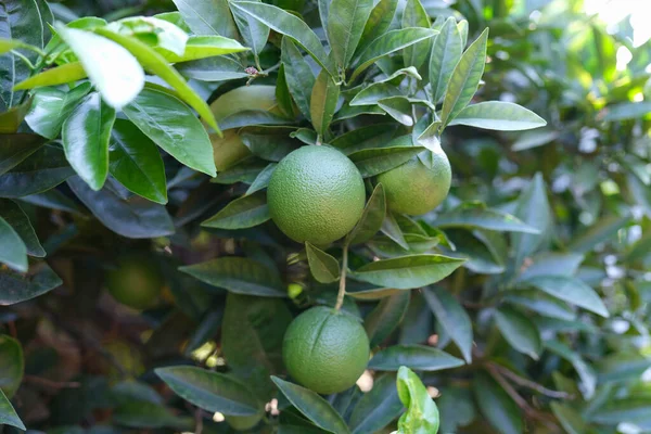 Onrijpe groene mandarijn groeit op boom close-up — Stockfoto