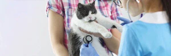 Veterinário ouve com estetoscópio para gato em consultório médico — Fotografia de Stock