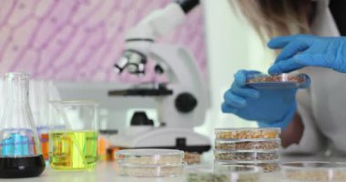 Kadın biyolog laboratuardaki petri kabında yeni mısır gevreklerini test ediyor. Kadın bilim adamı, tarımsal tesislerde ağır çekimde gelişim üzerine çalışıyor.