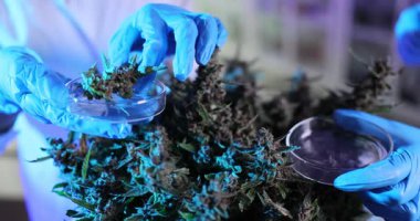 Eldiven giyen bilim adamları Petri kabını kurutulmuş bitkinin yanında tutuyor. Araştırmacı çanak içinde numune yerleştirir ve dokuyu dikkatle inceleyerek konumunu ayarlar