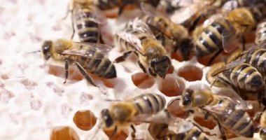 Şirin arılar tatlı nektarla dolu bal peteklerinin etrafında dolanıyorlar. Güneşli kovan içindeki böceklerin yoğun ve işbirlikçi doğası. Bal toplama