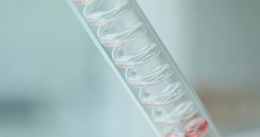 Kırmızı sıvı, kimya laboratuarında cam kondansatöründe yukarı çıkıyor. Renkli su akışı, laboratuvar sarmal kondansatörünün dar tübünden yükselir.