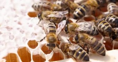 Arılar, altın bal dolu altıgen kovan hücreleri arasında yavaş hareket ederler. Küçük arılar küçük bacakları olan hücrelere dokunur.