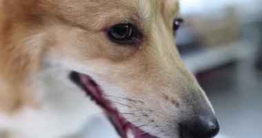 Kahverengi gözler ışıkla parıldarken Corgi köpeği ileriye bakar. Evcil hayvan portresi burun detaylarını gösteriyor. Islak burun ve bıyık çerçeveli yüz.