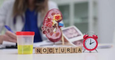 Böbreğin anatomik modeli idrar dolu konteynırın yanında duruyor. Doktor ultrason görüntülerini inceliyor. Tahta küpler Gece Dünyası 'nı oluşturur.