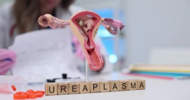 Tahta bloklar, rahim modelinde 