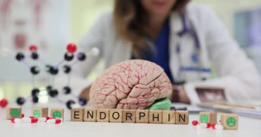 Tahta küpler beynin anatomik modelinin yanında Endorfin kelimesi oluşturur. Doktor röntgen görüntülerini titizlikle inceler ve hasta için tavsiyeler yazar.