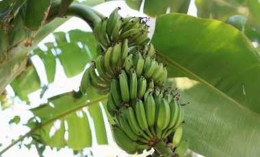 Güneşli bir tropikal bahçede, bir grup yeşil muz sağlam bir dala asılır. Etraflarını saran gür yapraklar doğal güzellik ve canlılıkla dolu huzurlu bir ortam yaratıyor..