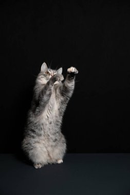 Bir kedi siyah arka plana karşı poz verir. Yavru kedi oyunu.