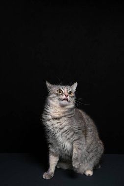 Bir kedi siyah arka plana karşı poz verir. Yavru kedi oyunu.