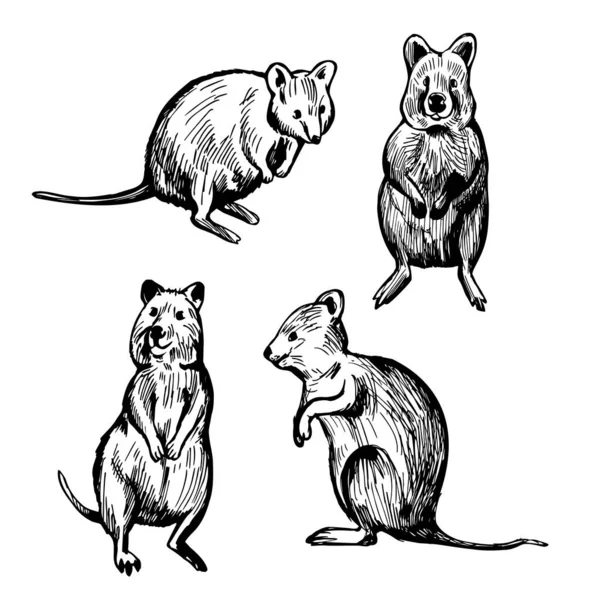 Quokka Dessiné Main Petit Marsupial Setonix Brachyurus Illustration Croquis Vectoriels — Image vectorielle