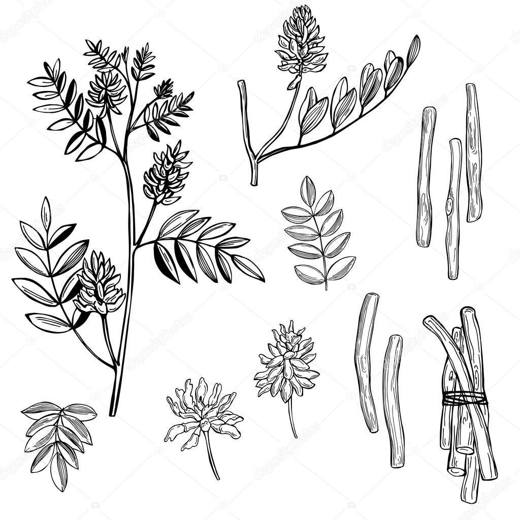 Hand drawn licorice (Glycyrrhiza glabra).Flowers, leaves and roots. Vector sketch  illustration.