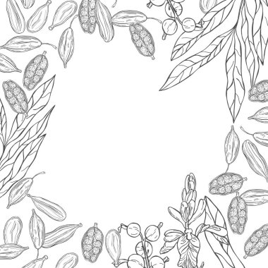 Elle çizilmiş kakule ile vektör arkaplan. Çizim çizimi.