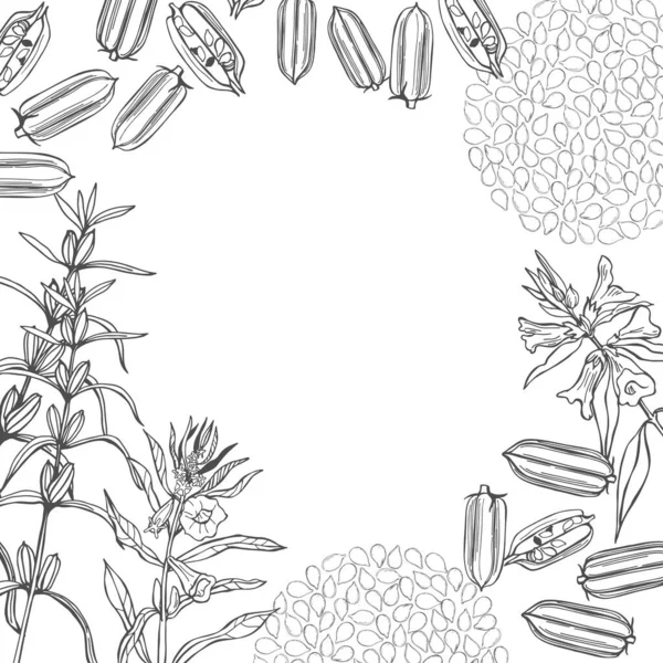 Handgezogene Sesampflanze Vektorhintergrund Skizzenillustration — Stockvektor