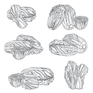 El yapımı Çin lahanası. Vektör çizimi çizimi.