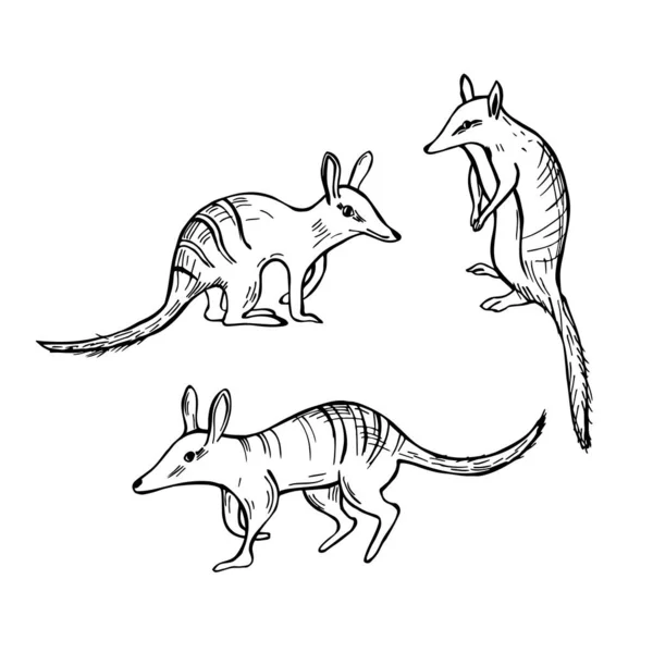 Numbat Dessiné Main Fourmilier Marsupial Myrmecobius Fasciatus Illustration Croquis Vectoriels — Image vectorielle