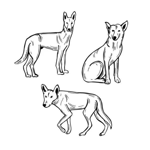 Chien Australien Dingo Dessiné Main Illustration Croquis Vectoriels — Image vectorielle