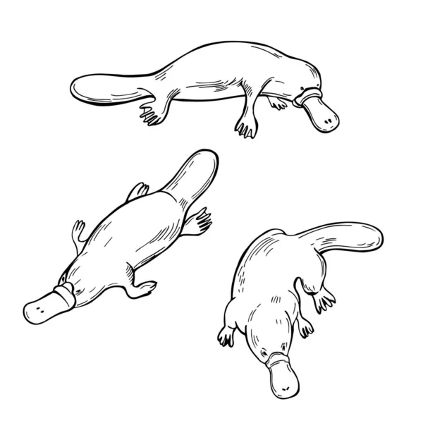 Platypus Dessiné Main Ornithorhynchus Anatinus Illustration Croquis Vectoriels — Image vectorielle