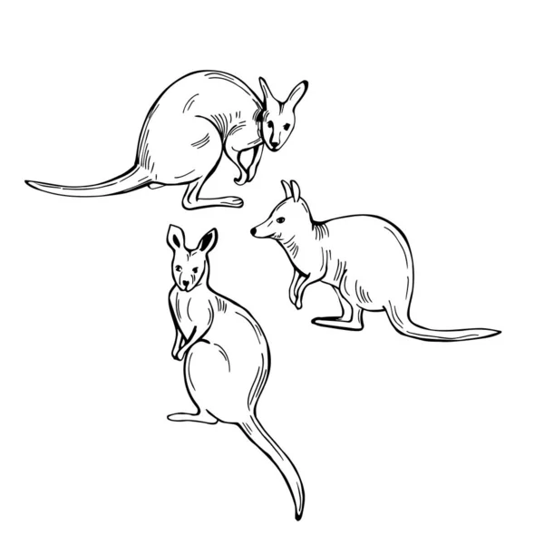 Wallaby Dessiné Main Marsupial Macropode Taille Moyenne Illustration Croquis Vectoriels — Image vectorielle
