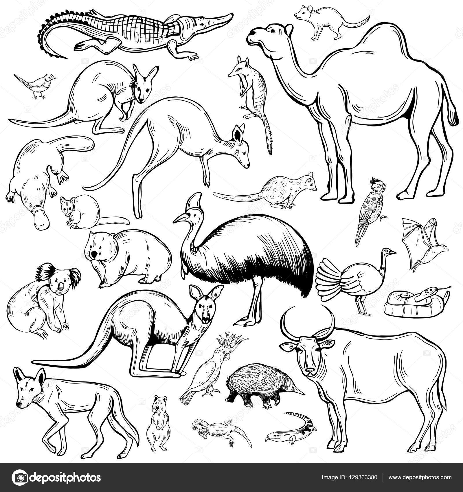 Hand Drawn Animals Birds Australia Vector Sketch Illustration Stock Vector  Image by ©rraya #429363380