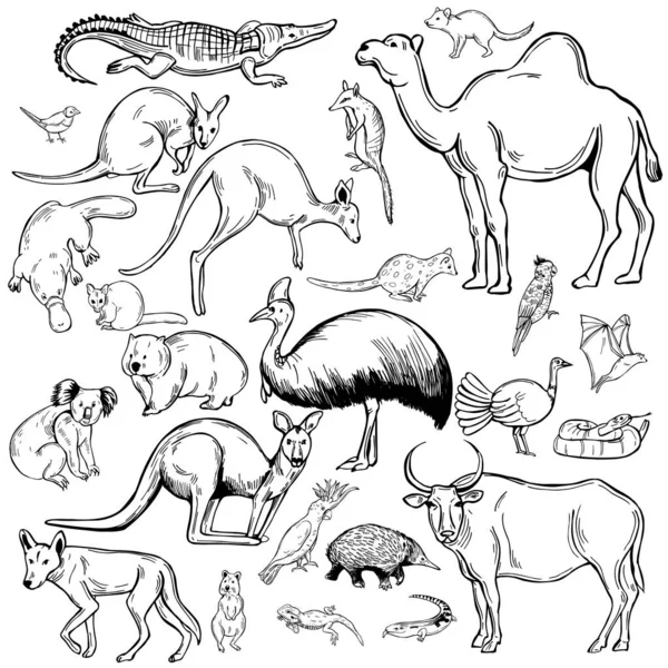 Animaux Dessinés Main Oiseaux Australie Illustration Croquis Vectoriels — Image vectorielle