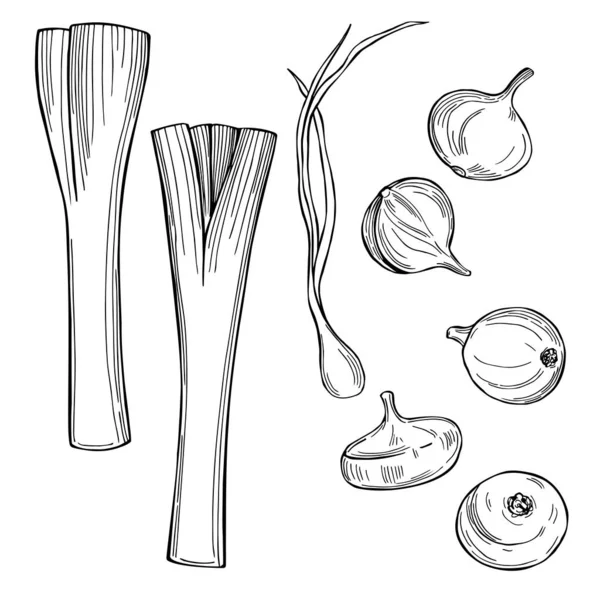 Verduras Dibujadas Mano Sobre Fondo Blanco Cebollas Puerros Dibujo Vectorial — Archivo Imágenes Vectoriales