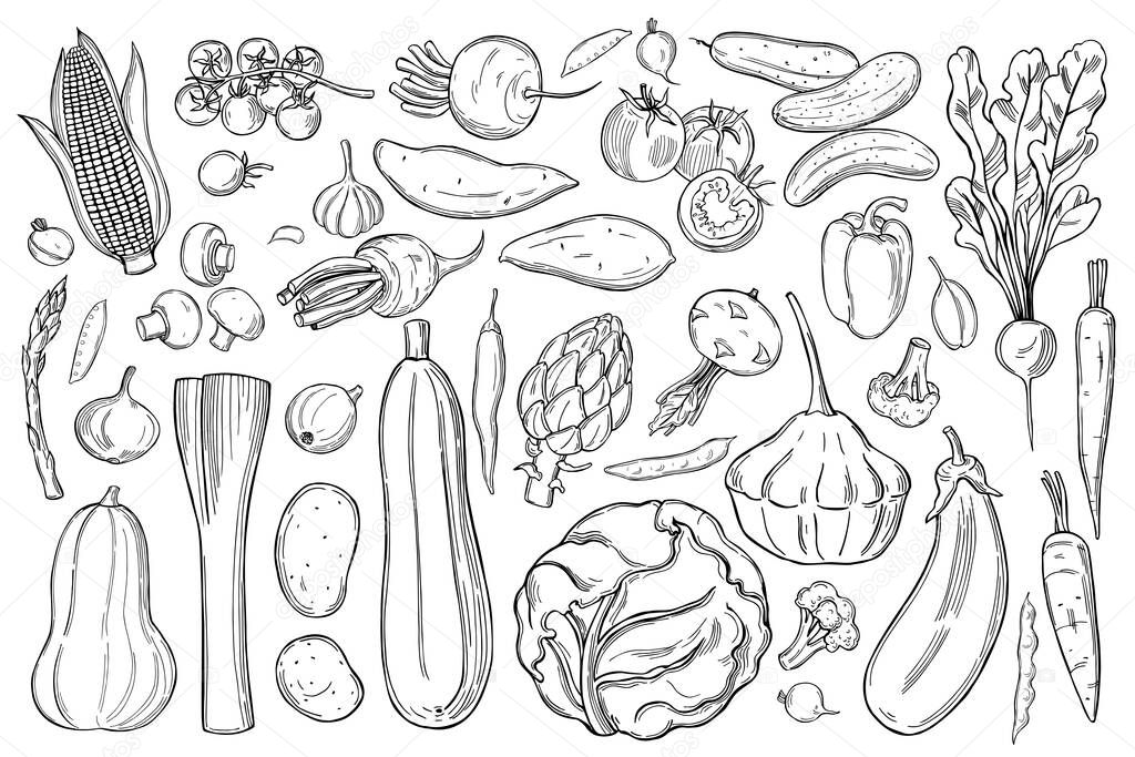 Hand drawn vegetables. Vector sketch  illustration.  