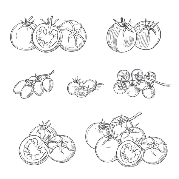 Tomates Dibujados Mano Sobre Fondo Blanco Dibujo Vectorial Ilustración — Vector de stock