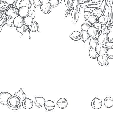 El yapımı fındık. Macadamia. Vektör arkaplanı. Çizim çizimi.  