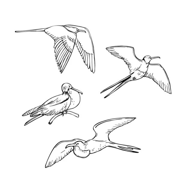 Frigatebird Desenhado Mão Sobre Fundo Branco Desenho Vetorial Ilustração —  Vetores de Stock