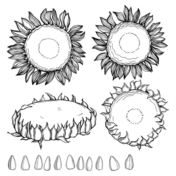 Handritad Solros Blommor Och Frön Vektor Skiss Illustration — Stock vektor
