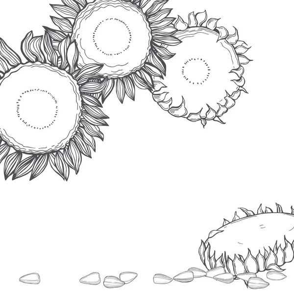 Girassol Desenhado Mão Flores Sementes Fundo Vetorial Desenho Ilustração — Vetor de Stock