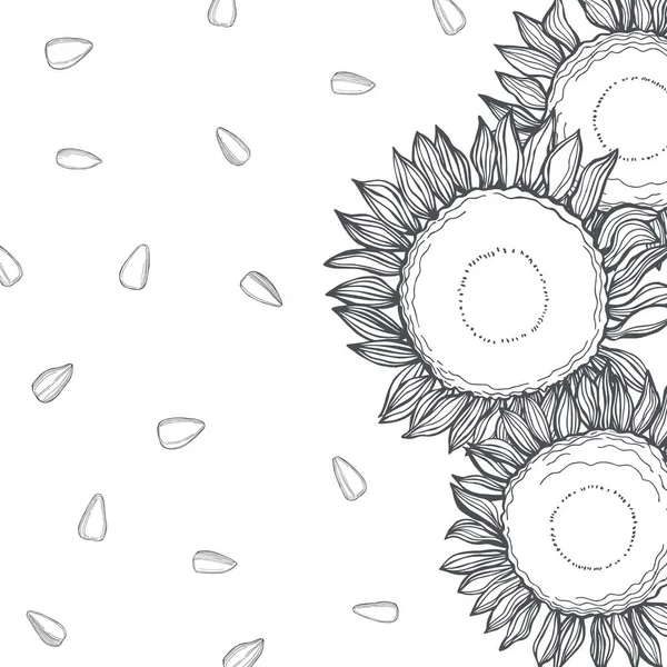 Handgetekende Zonnebloem Bloemen Zaden Vector Achtergrond Tekening Illustratie — Stockvector