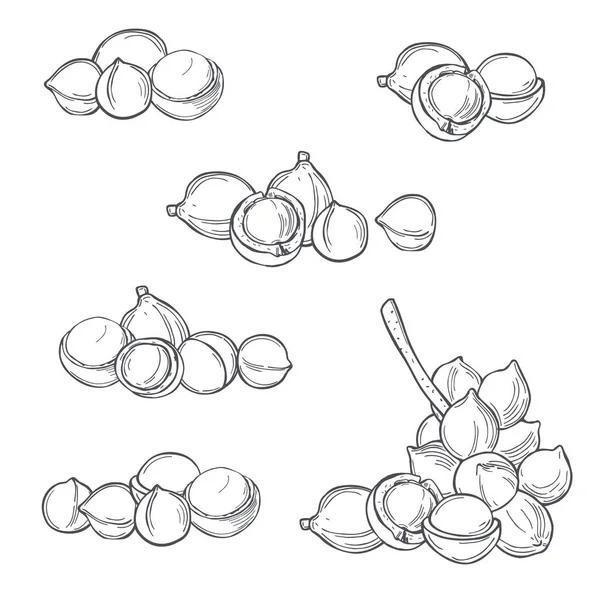 Handgezeichnete Nüsse Macadamia Auf Weißem Hintergrund Vektorskizze Als Illustration — Stockvektor