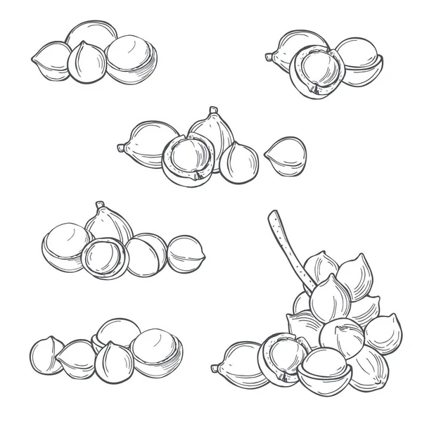 Noci Tirate Mano Macadamia Sfondo Bianco Illustrazione Schizzo Vettoriale — Vettoriale Stock