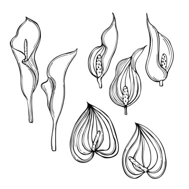 El çizimi tropik çiçekler. Vektör çizimi çizimi.