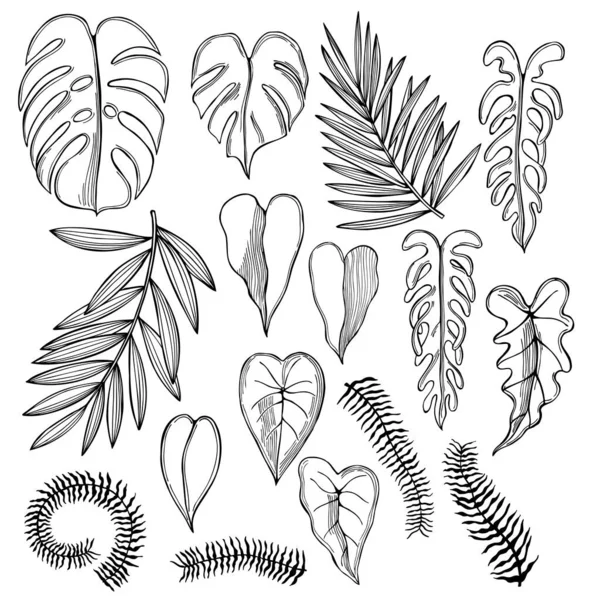 Plantas Tropicais Desenhadas Mão Desenho Vetorial Ilustração —  Vetores de Stock