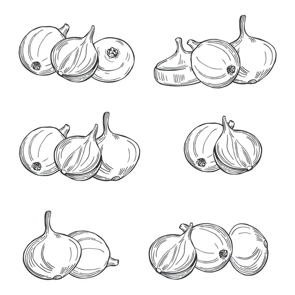 Handgezeichnete Zwiebeln Auf Weißem Hintergrund Vektorskizze Als Illustration — Stockvektor